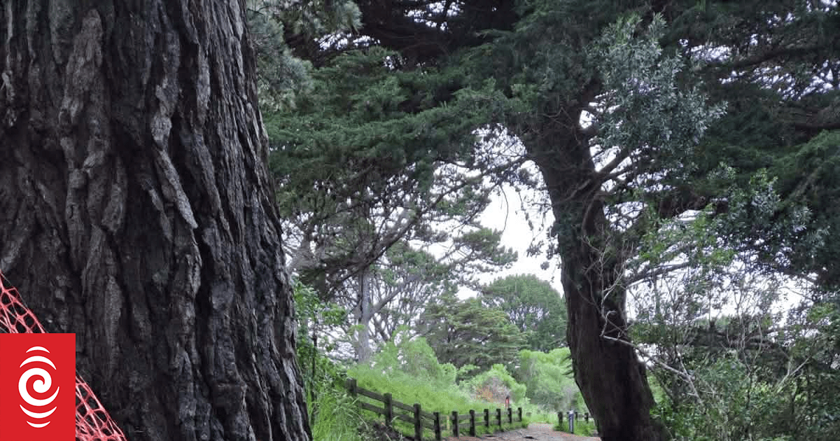 Vandals litter Wellington bike trails with logs, holes and wooden barriers amidst police investigation