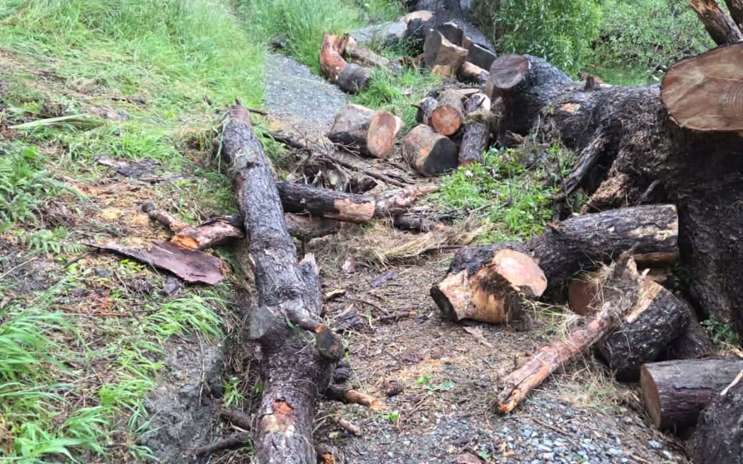 Timber on the trails 