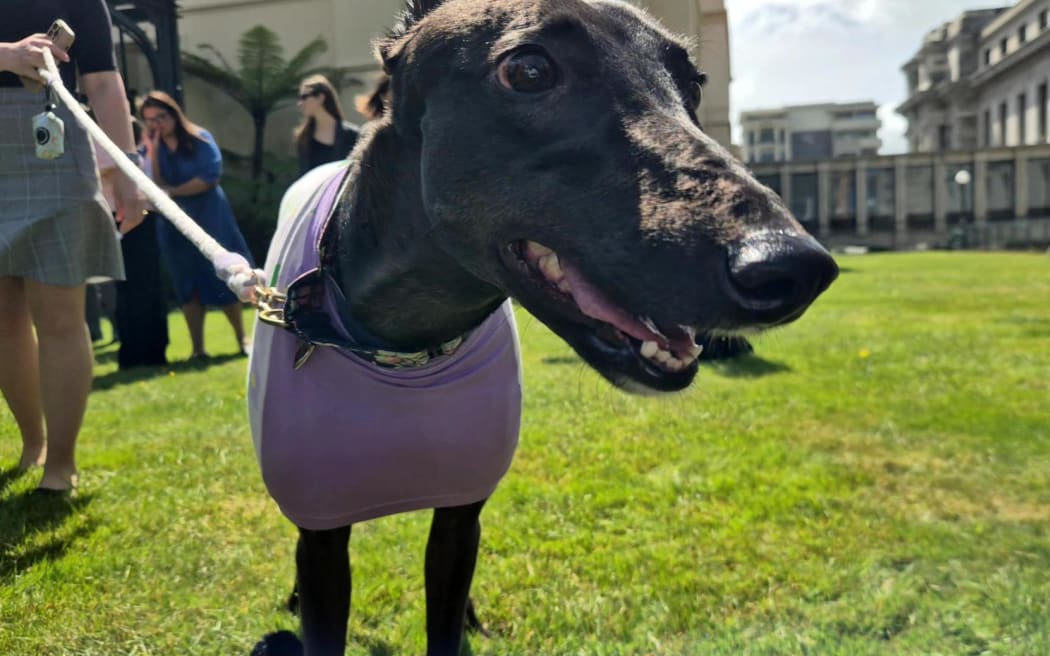 Ministers have hosted a pet picnic at Parliament to mark the beginning of new 'pet bond' rules for renters.