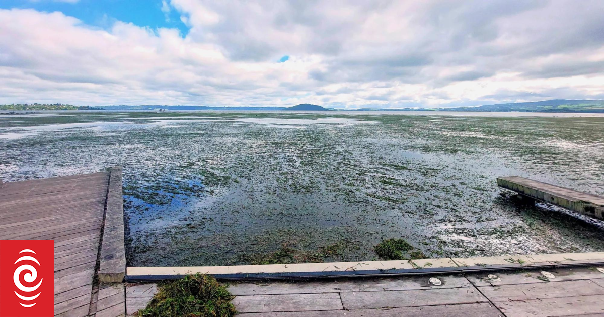 'Nowhere near enough': 780-tonne lake weed disaster lays bare Rotorua’s funding gap