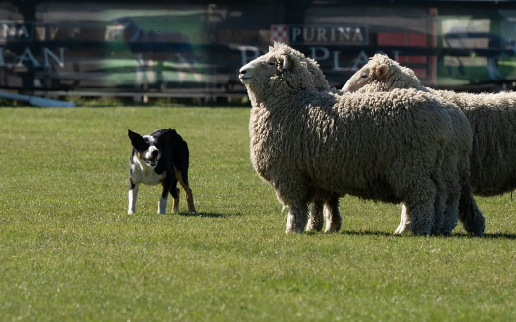 The sheep showing no respect for the heading dog in the Wayleggo Cup Trans Tasman Test in Ashburton.