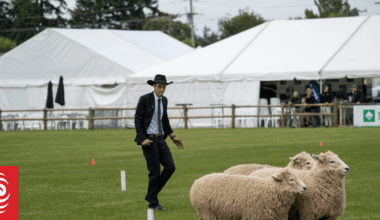 Country Life: Sheep Dog test Aussie v NZ