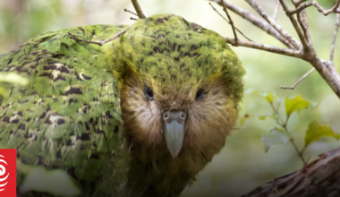 Auckland University group believes this season best in five decades for Kākāpō breeding