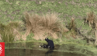 Hangaroa mother's pleas for help went unanswered before 5-year-old son found dead in pond