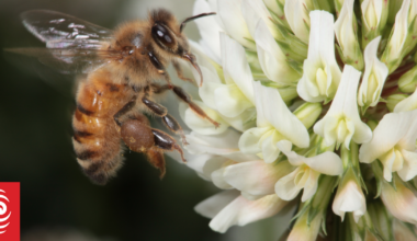 Reports of bee swarm in downtown Auckland