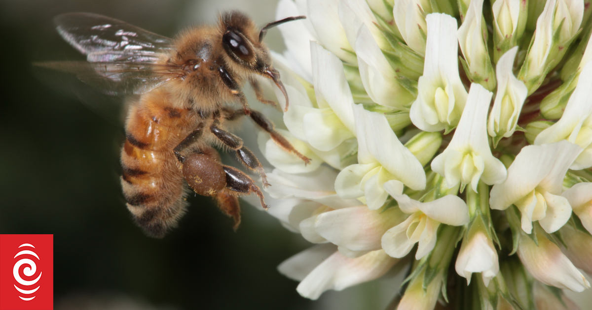 Reports of bee swarm in downtown Auckland
