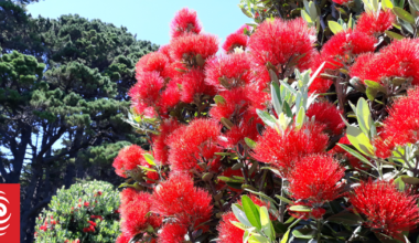 Are pōhutukawa trees flowering early this year? A botanist explains