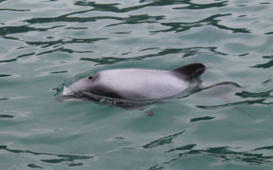 Hector's dolphin at the surface