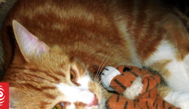 Cat that vanished 14 years ago reunited with owner, will be 'spoilt rotten'