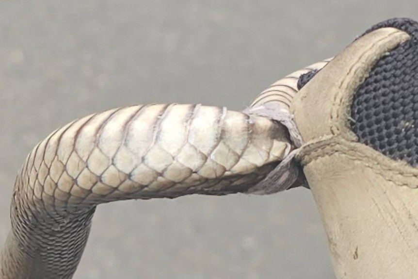 A snake stuck in the loop on the back of a shoe.