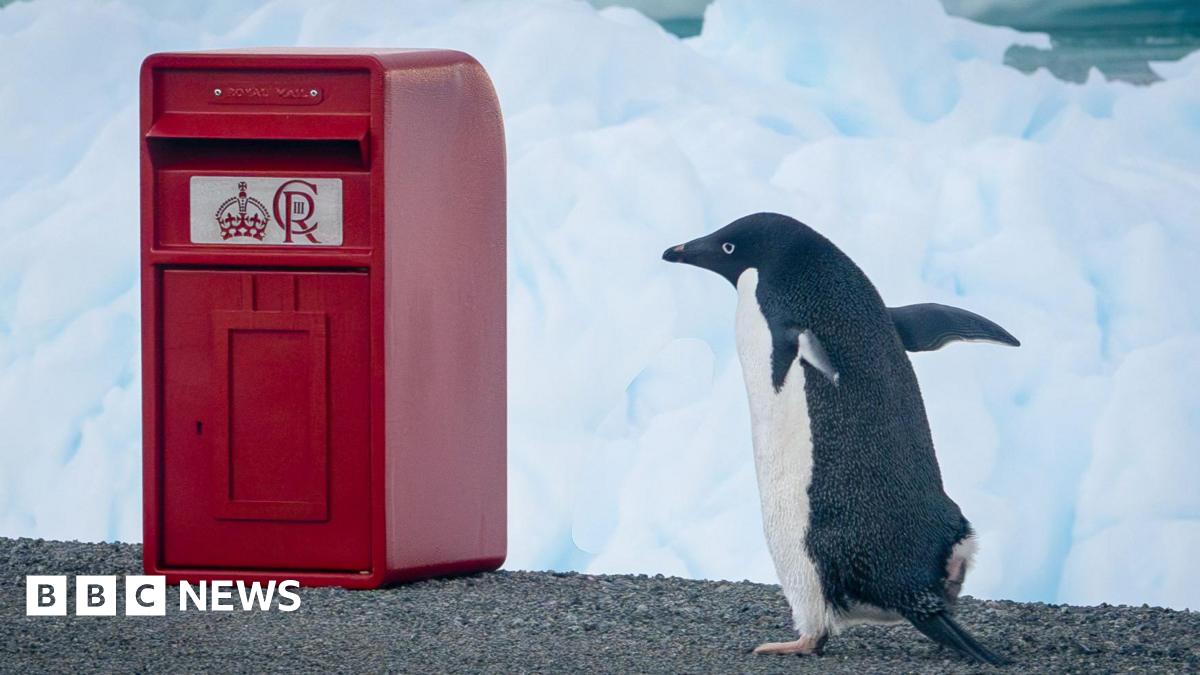 A red post box bearing the crest of King Charles III is sitting on a rocky outcrop with snow in the background. A penguin is standing beside the box.