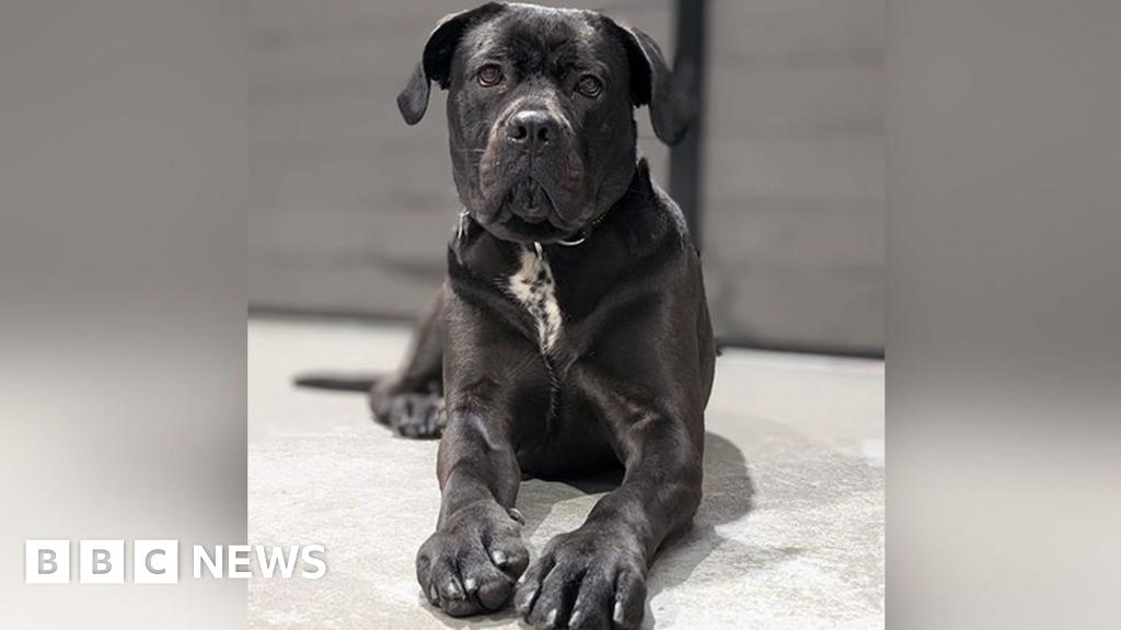 Puppy found abandoned gets new Warrington home for Christmas