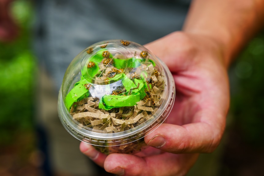 Close up of ladybugs