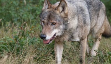 Wolf escapes at Tokyo’s Tama zoo; no injuries reported