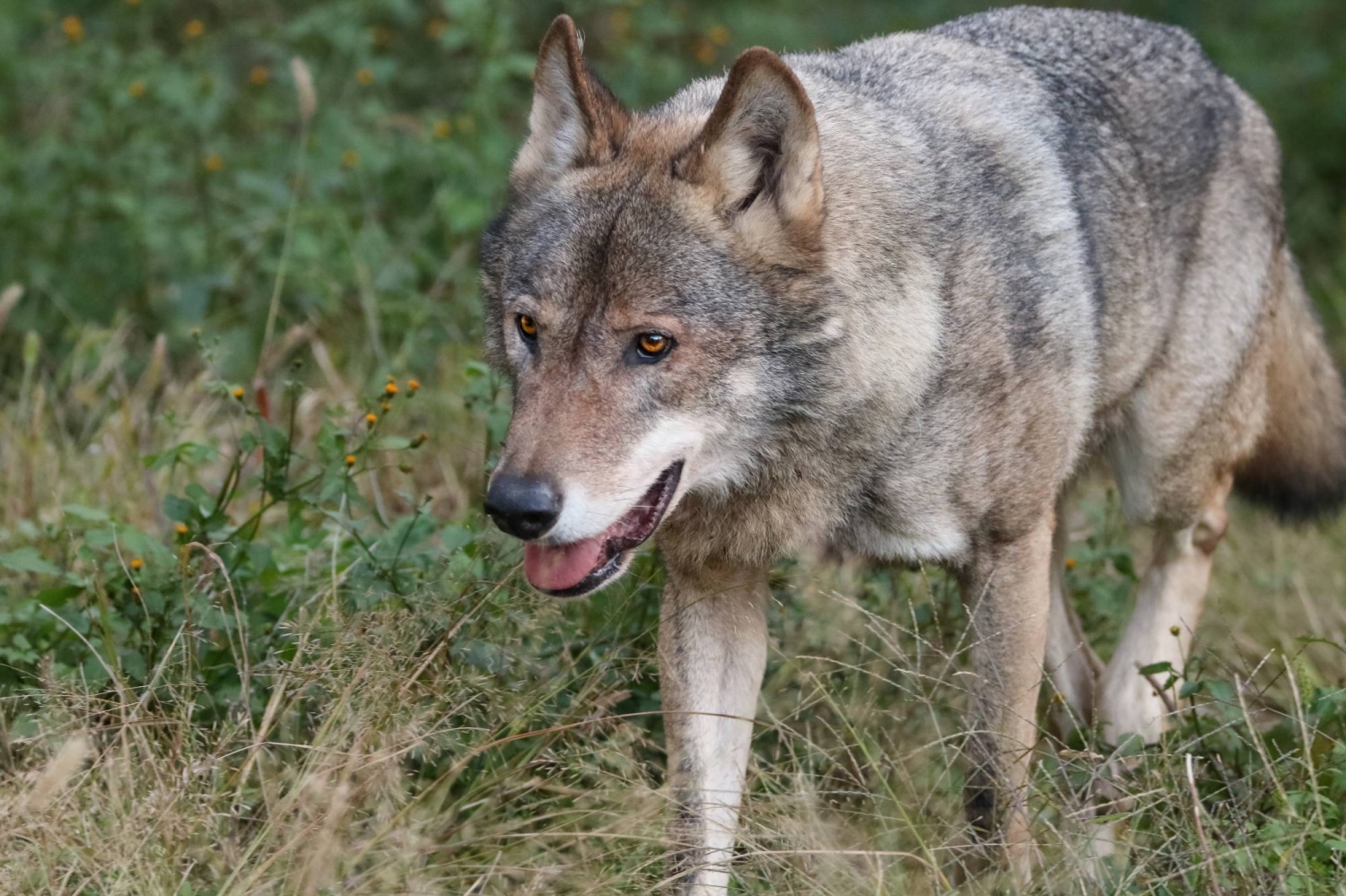 Wolf escapes at Tokyo’s Tama zoo; no injuries reported