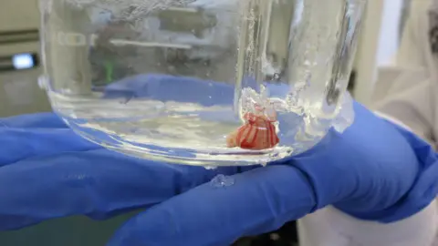 James Gallagher A blue-gloved hand balances a clear beaker, filled with a clear liquid, in one hand. Ice crystals are dripping off the outside of the glass. Inside is a piece of brain tissue. It looks like a small white round lump but is striped red. 