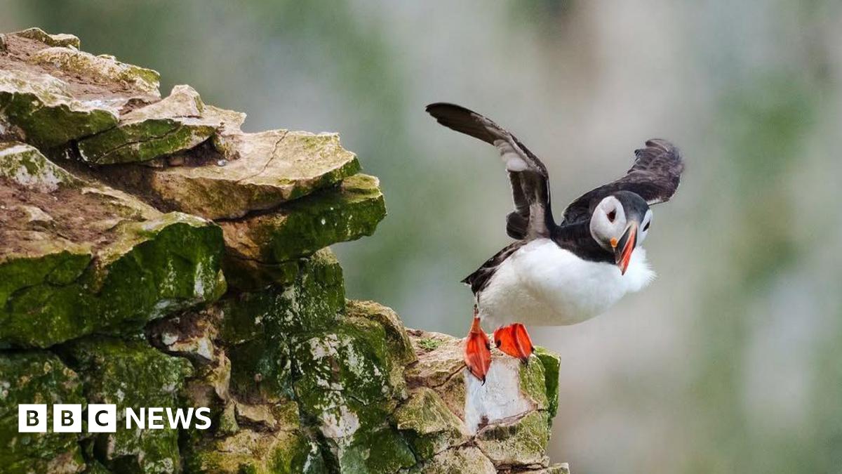 A puffin with wings spread is pitched forward off a rocky outcrop - it looks as though it is about to take flight.