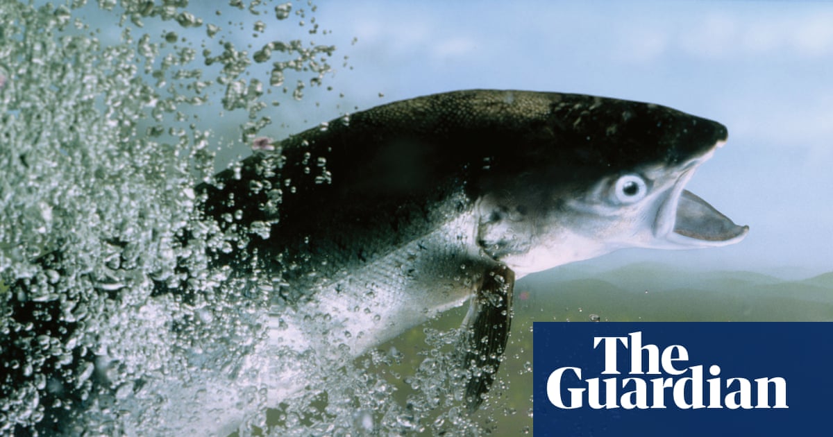 Young Atlantic salmon seen in three English rivers for first time in a decade | Fish