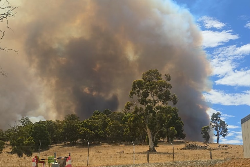 A tree in front of large dark smoke.