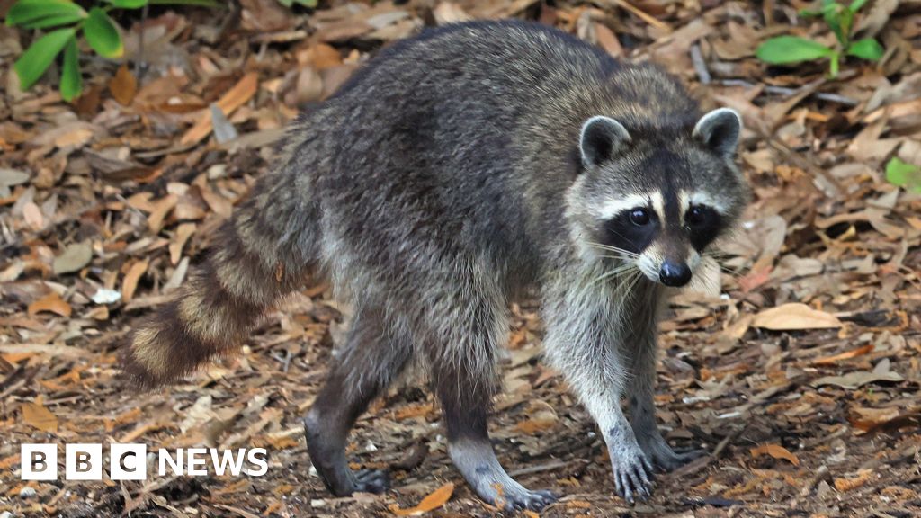 Weekly quiz: Where did the shopkeepers find the drunk raccoon? - BBC