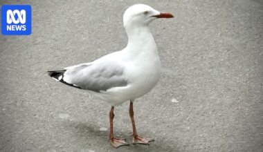 Melbourne council responds to lunch-thieving seagulls knocking food from pedestrians' hands