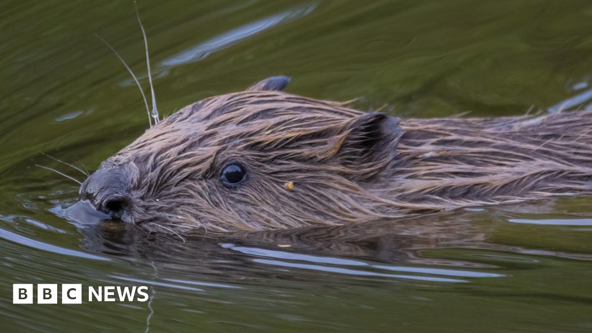 A wild beaver swims in a river at nighttime. A plateau rests on the river with a wooden box on top of it.