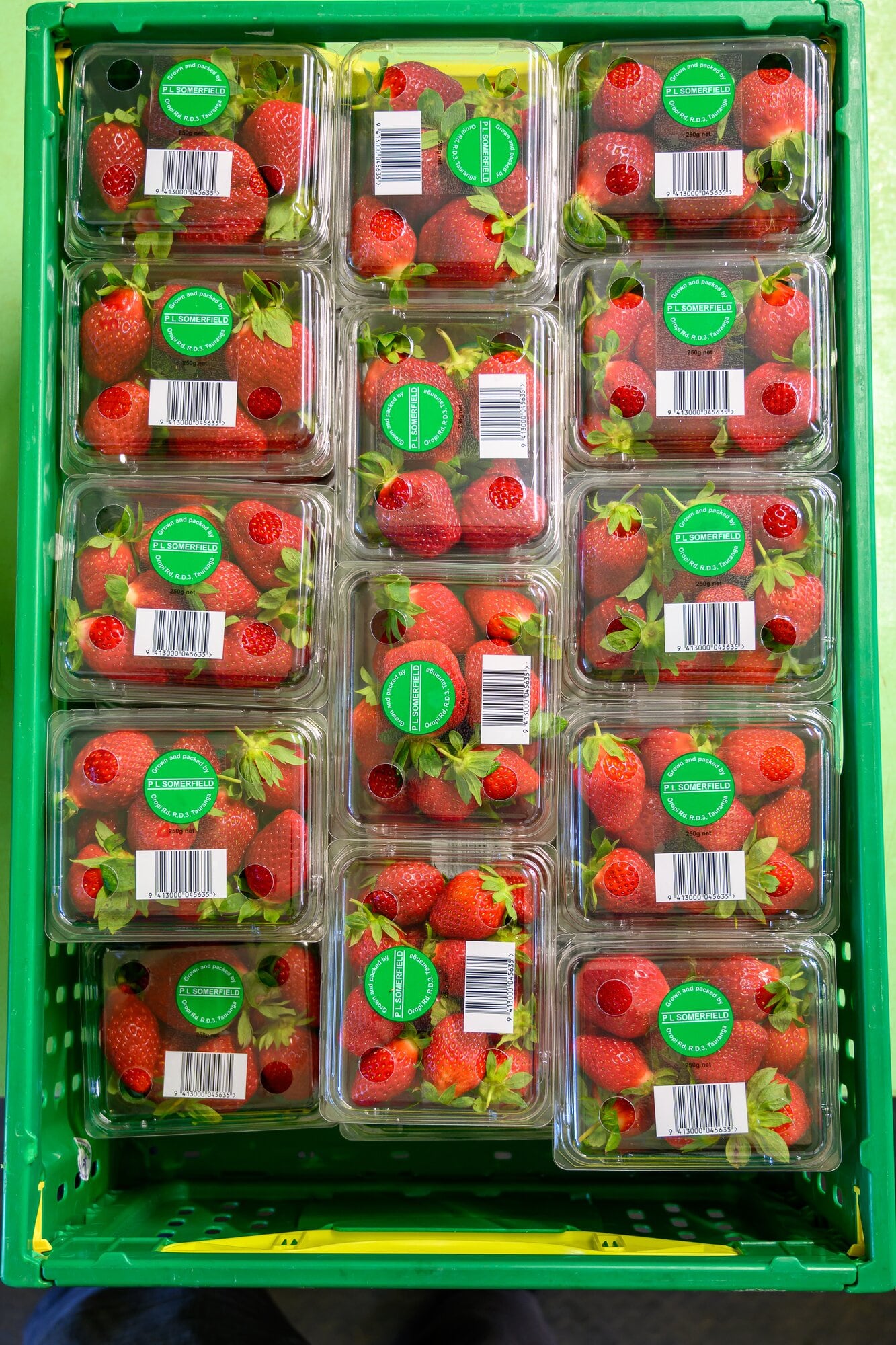  Freshly picked strawberries packed at Somerfield Berryfruit farm. Photo / David Hall