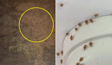 Skin-crawling moment Aussie woman's home invaded after 'major hatching' event