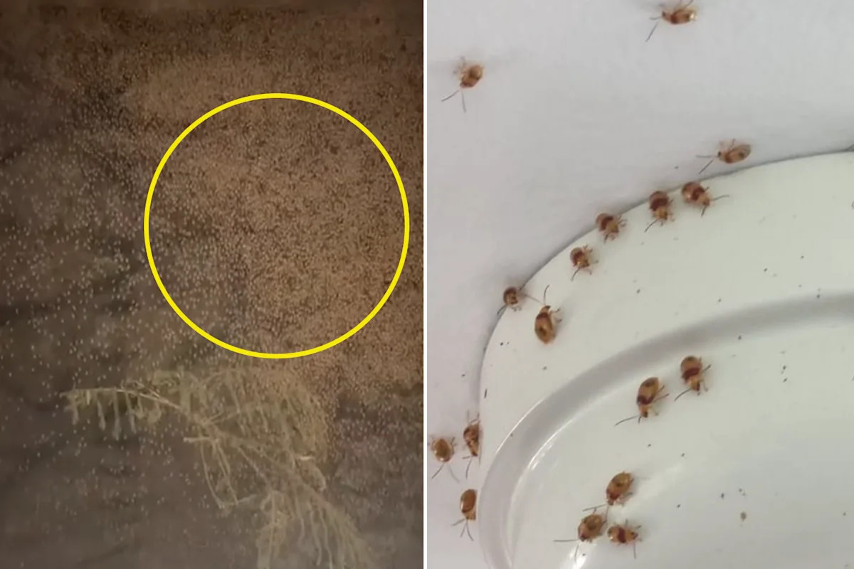 Skin-crawling moment Aussie woman's home invaded after 'major hatching' event