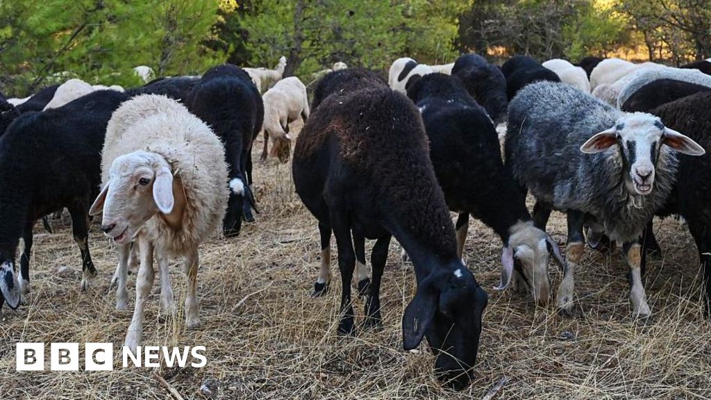 Greek sheep and goat cull raises fears of feta cheese shortage