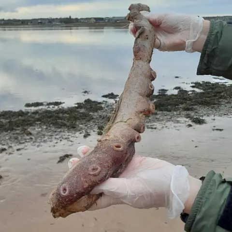 NatureScot A person who is wearing protective gloves holds a piece of octopus arm. The arm is pink and has suckers along its length. The person is standing on a sandy beach and the nearby sea is flat calm.