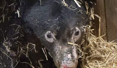 Bear cub rescued in northern B.C. expected to live