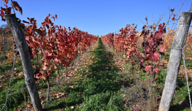 Hungary winemakers fear disease may 'wipe out' industry