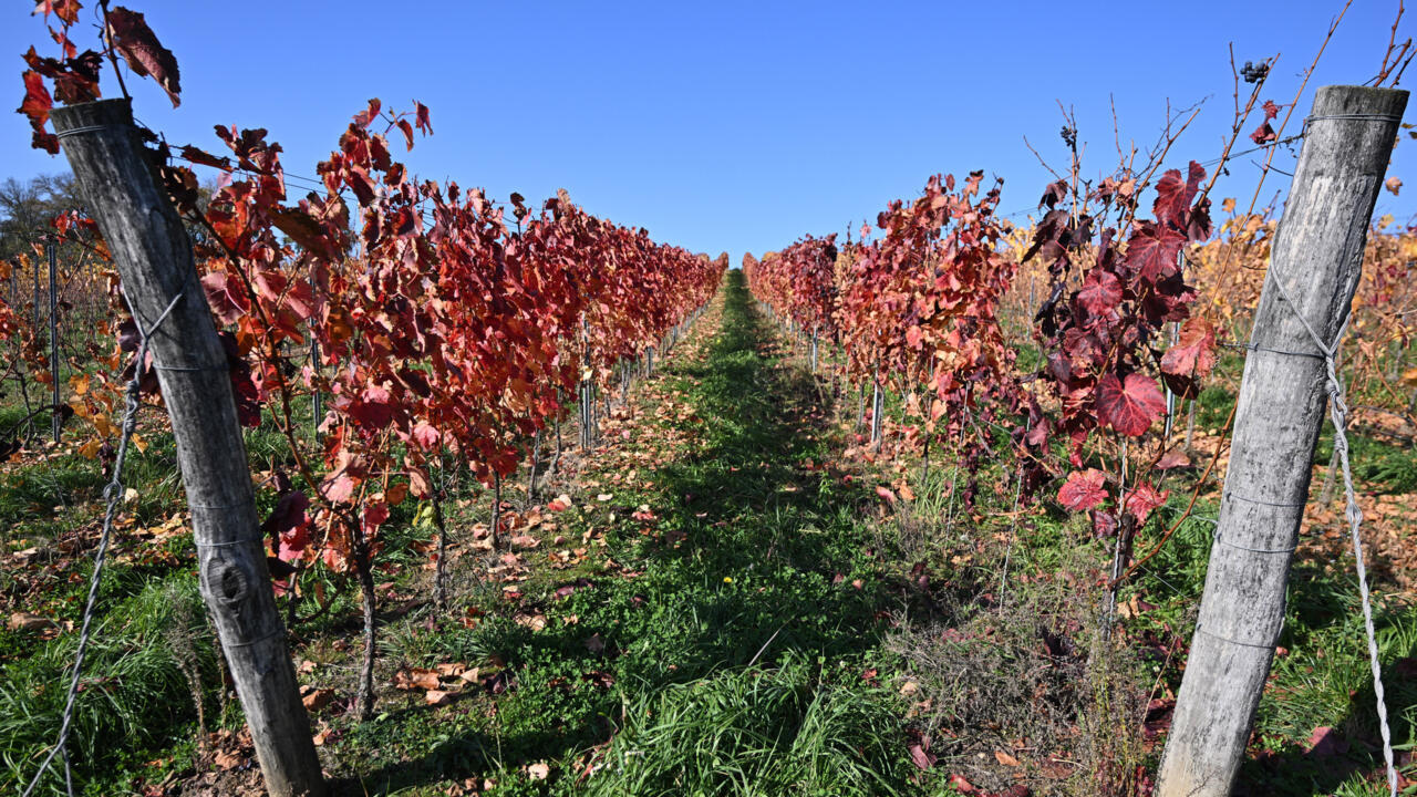 Hungary winemakers fear disease may 'wipe out' industry