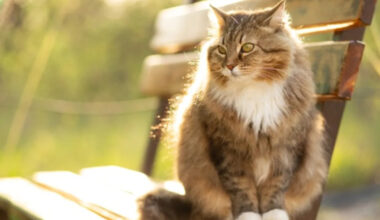 Yahoo lifestyle home