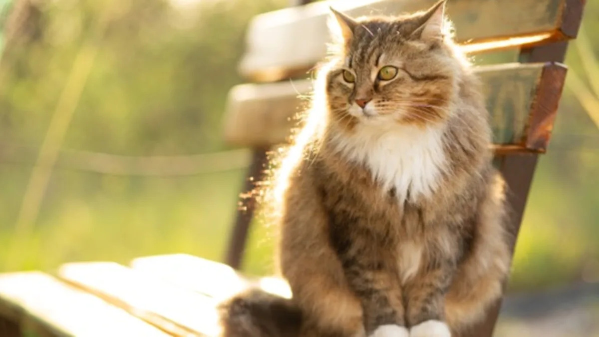 Yahoo lifestyle home