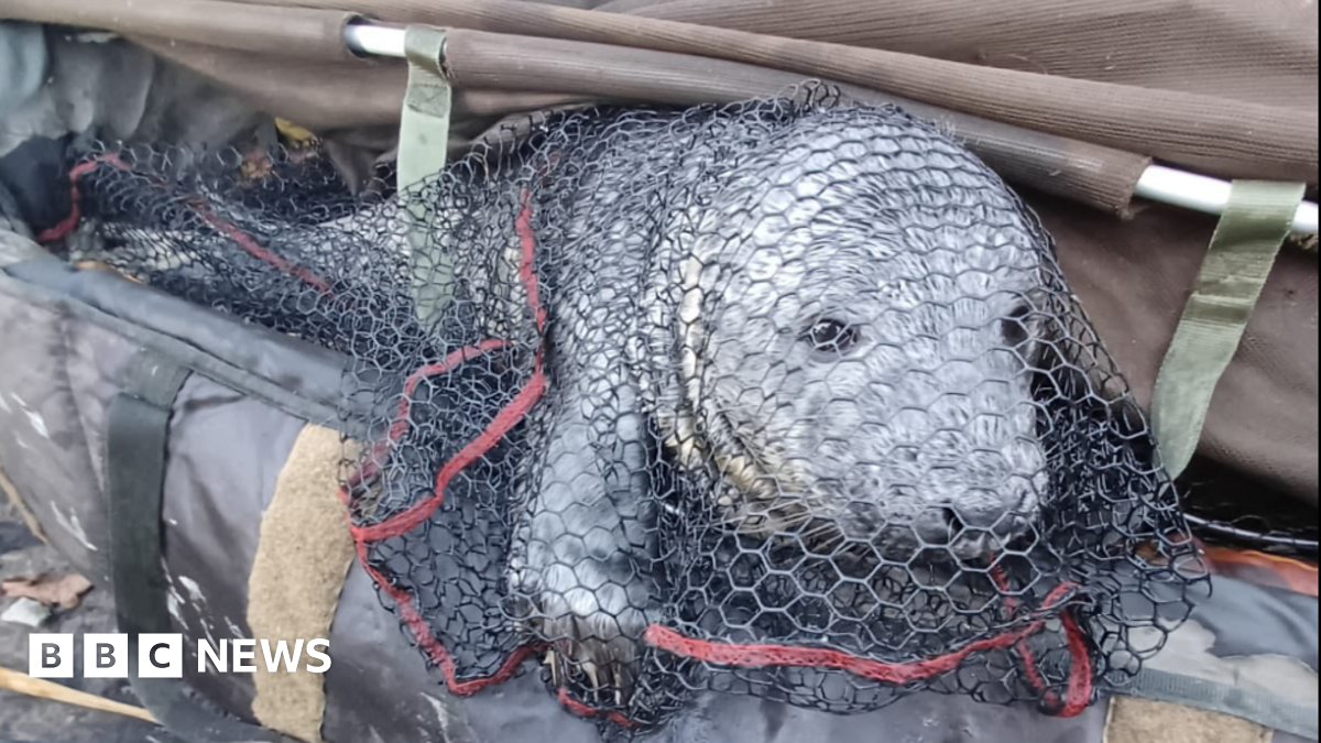A grey seal enclosed in a black net while lying in a large brown plastic holdall-type fisherman's bag