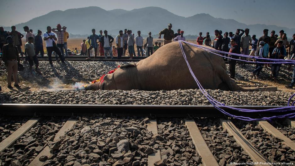 7 elephants killed in passenger train collision – DW – 12/20/2025