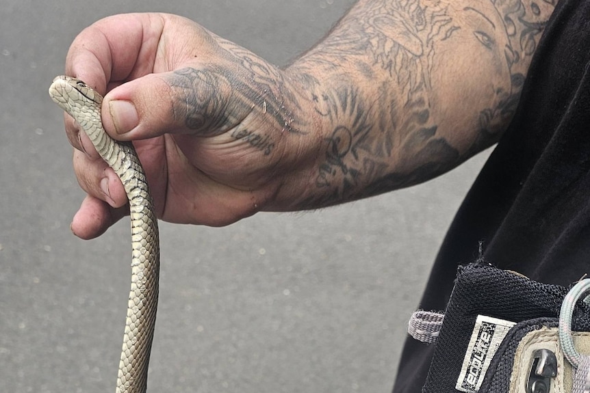 A snake is coming out of a shoe.