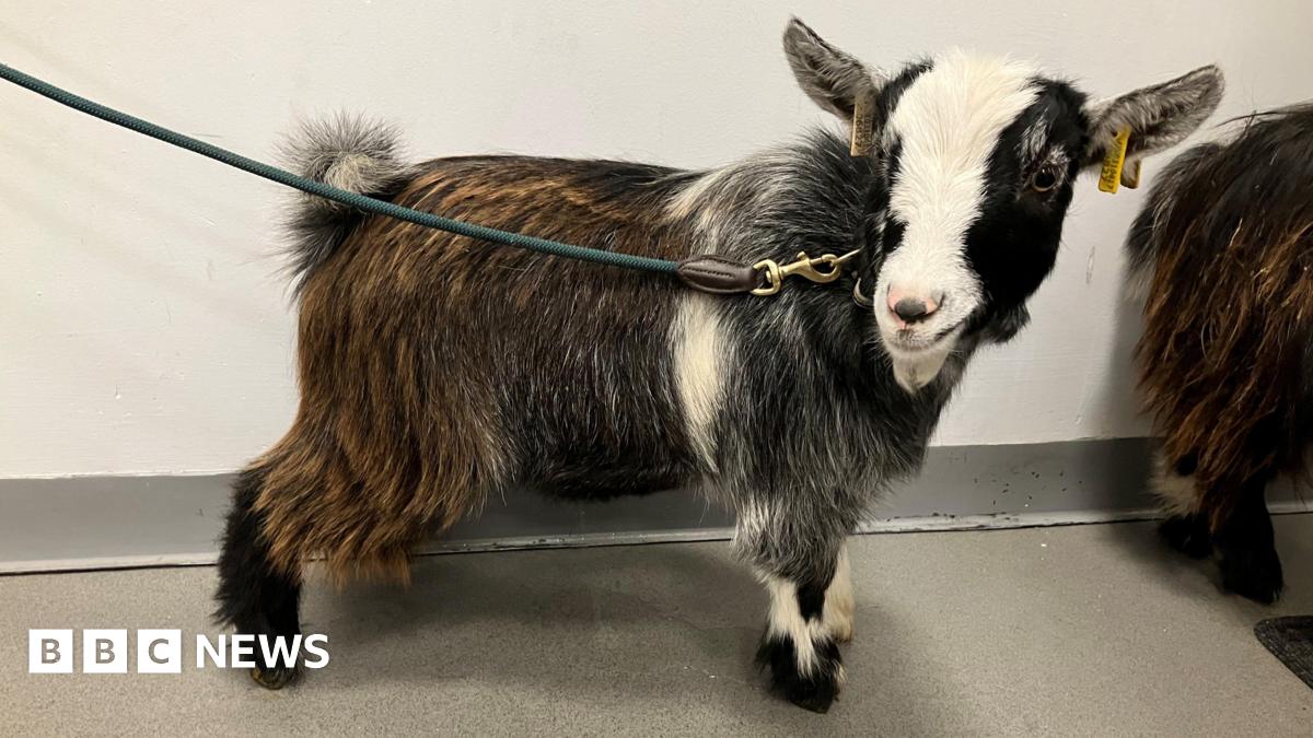 The photo shows a grey, brown and white pygmy goat on a green lead, standing indoors. The goat is looking towards the camera and has yellow tags in his ears. There is another longer haired goat partially visible to the right of the image.