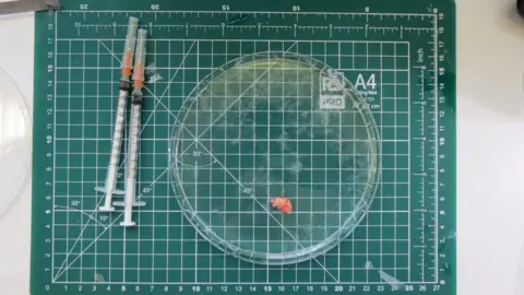 James Gallagher A green A4 sized grid is the background. On it rests a round, clear petri dish. Inside is a lump of red and white brain tissue, it appears blurred because of the fluid it is still suspended in. There are two syringes to the side.