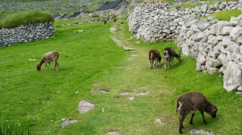 Getty Four sheep graze on fresh green grass below a stone wall. They are dark-brown with wooly fur.