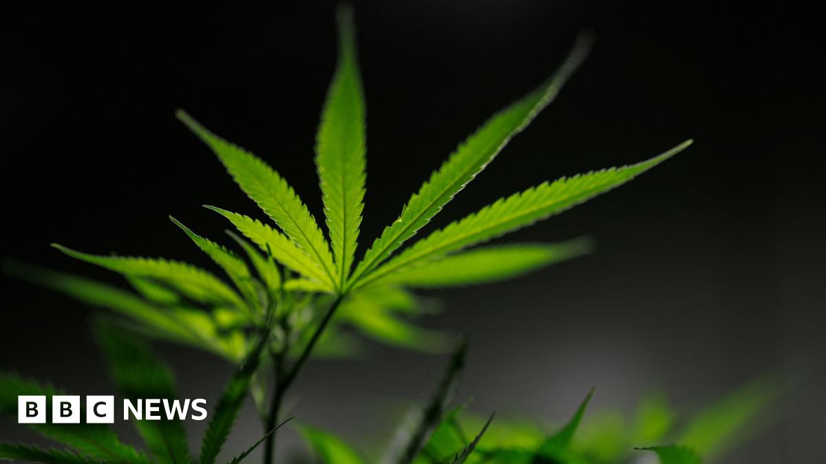 An illuminated cannabis plant with a dark background