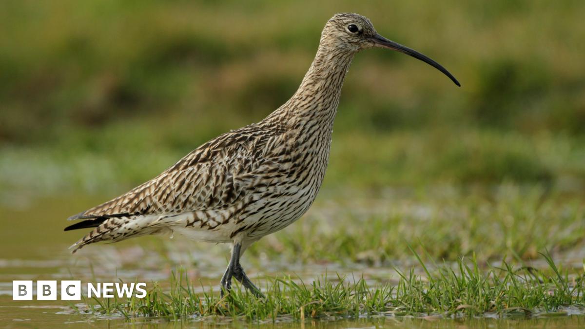 A curlew bird wades through a marsh. The water level is high and covering patches of grass. The bird has a long, thin black beak and black, brown and white feathers.