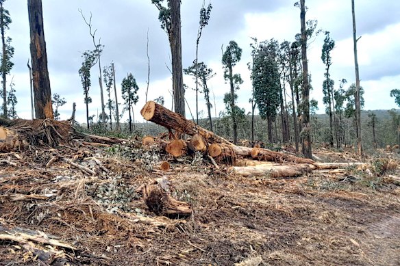 Fresh logs in the Wombat State Forest. Victoria officially ended native forest logging two years ago.