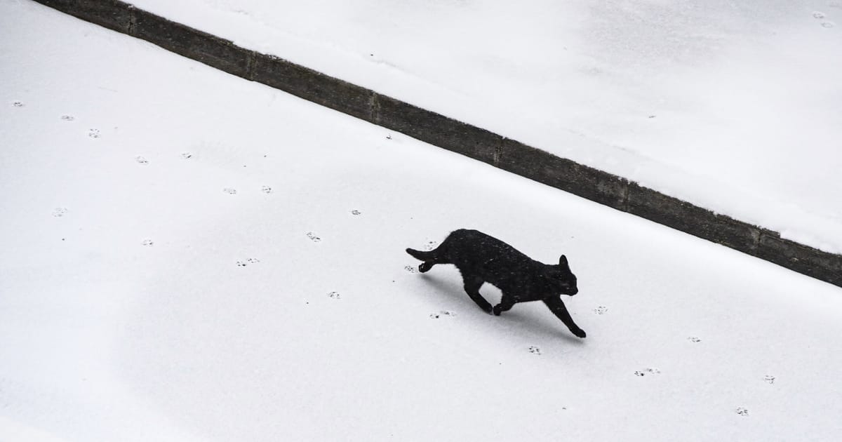 In Lithuania, a cat could get a say on public broadcaster’s future – POLITICO