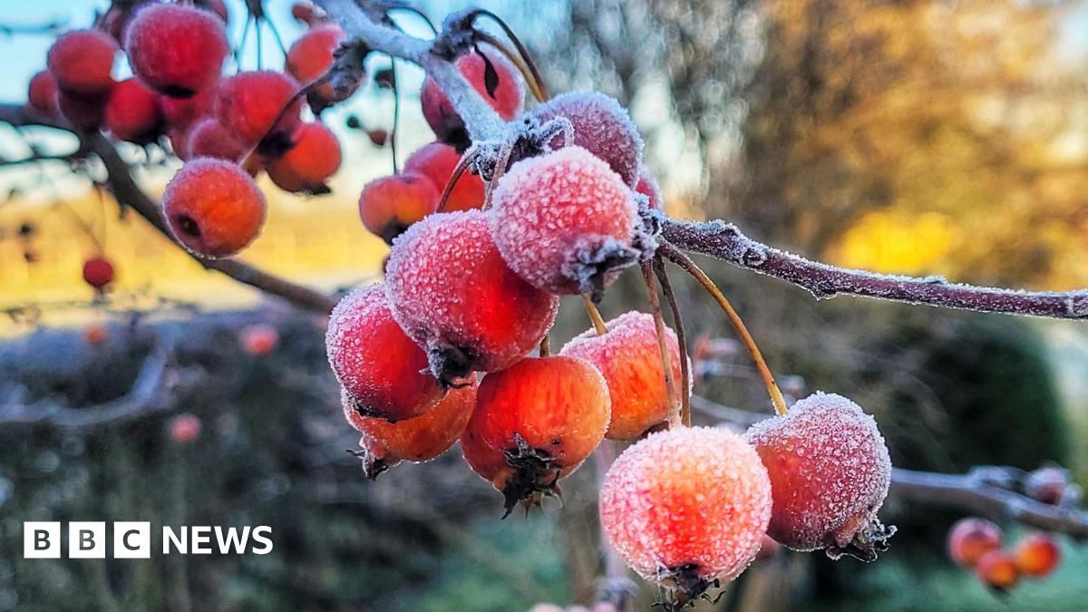 Frozen red berries on a tree branch on a cold and sunny morning.