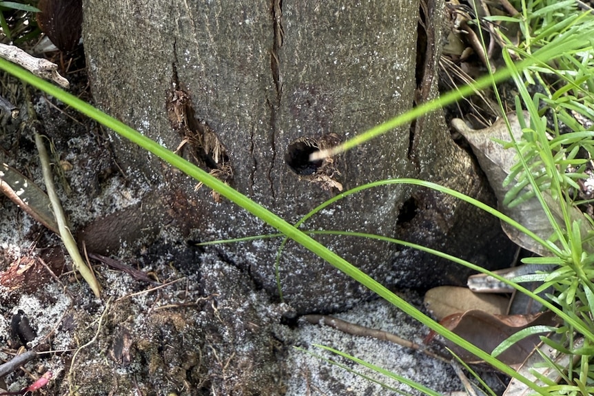 Trunk of tree with clearly visible drill holes