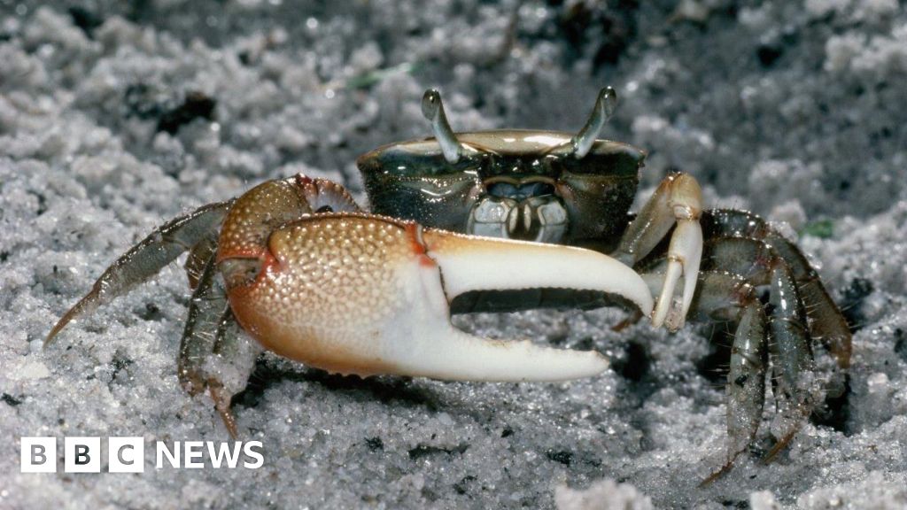 Fiddler crabs break down microplastics