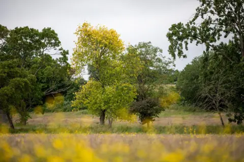 Jonathan Perugia for Nattergal Trees in a forest in the colours of green and yellow. It is overcast above. There are flowers out of focus in the foreground.